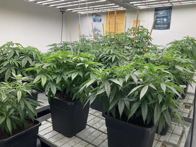 Green House Seed Co.. Week 10
