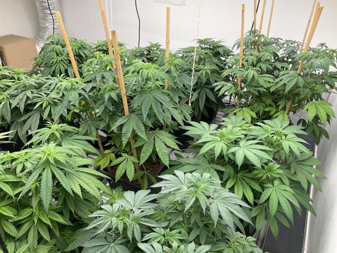 Green House Seed Co.. Week 10
