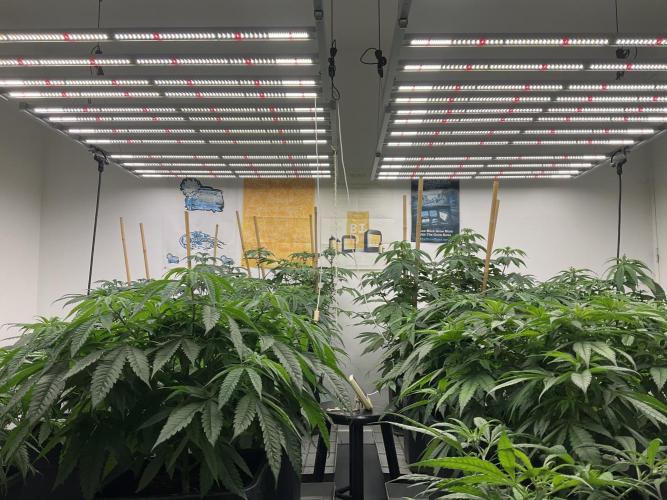 Green House Seed Co.. Week 10