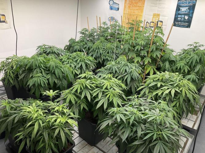 Green House Seed Co.. Week 11