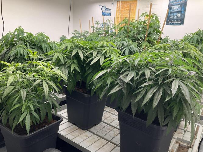 Green House Seed Co.. Week 11