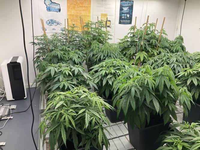 Green House Seed Co.. Week 11