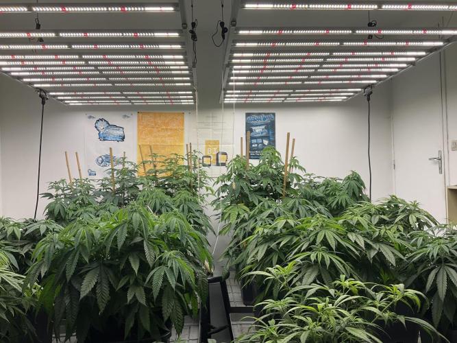Green House Seed Co.. Week 11