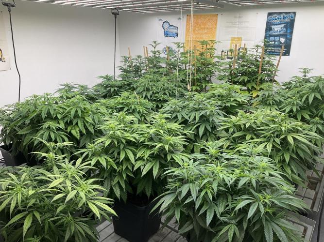 Green House Seed Co.. Week 12