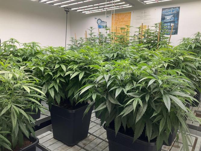 Green House Seed Co.. Week 12