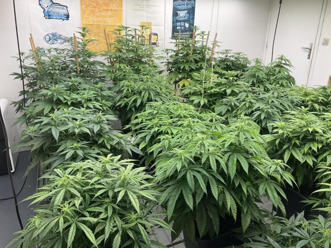 Green House Seed Co.. Week 12