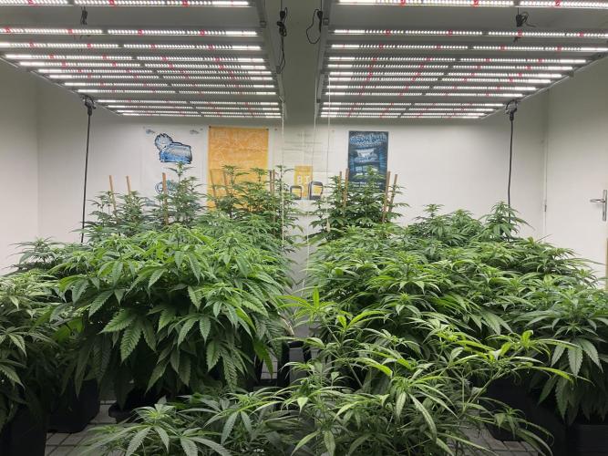 Green House Seed Co.. Week 12