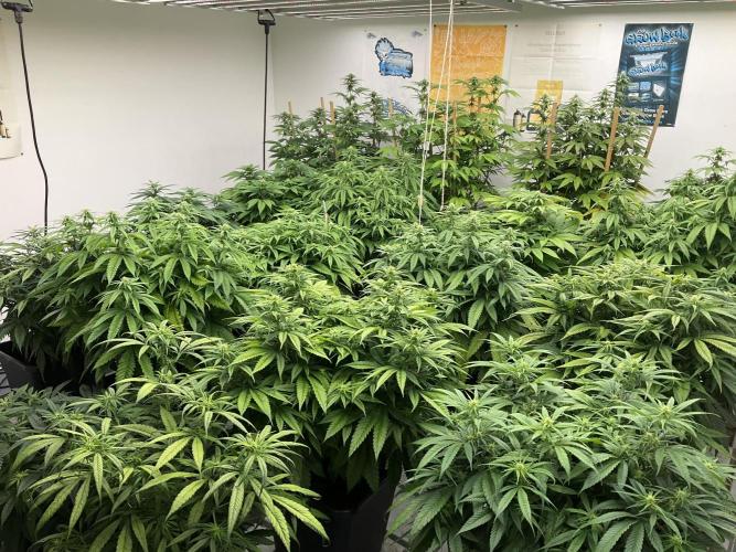 Green House Seed Co.. Week 13