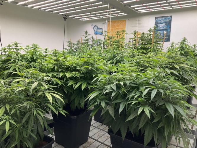 Green House Seed Co.. Week 13