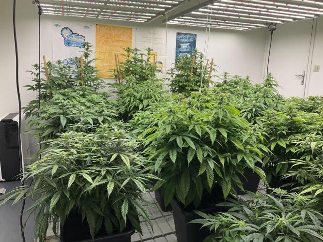 Green House Seed Co.. Week 13