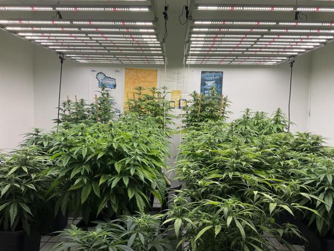 Green House Seed Co.. Week 13