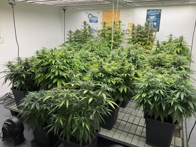 Green House Seed Co.. Week 14