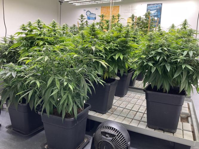 Green House Seed Co.. Week 14