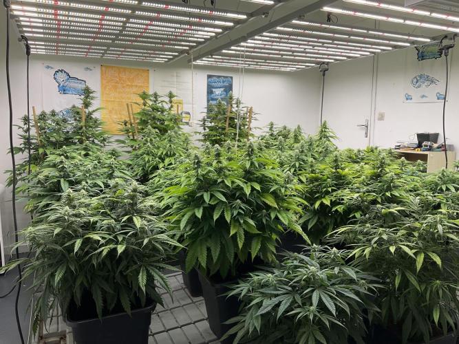 Green House Seed Co.. Week 14