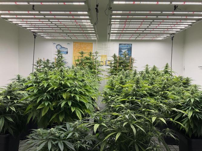 Green House Seed Co.. Week 14