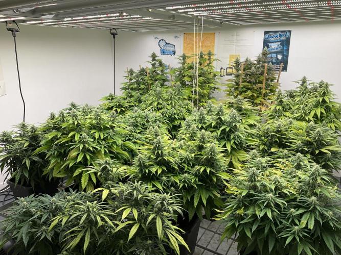 Green House Seed Co.. Week 15