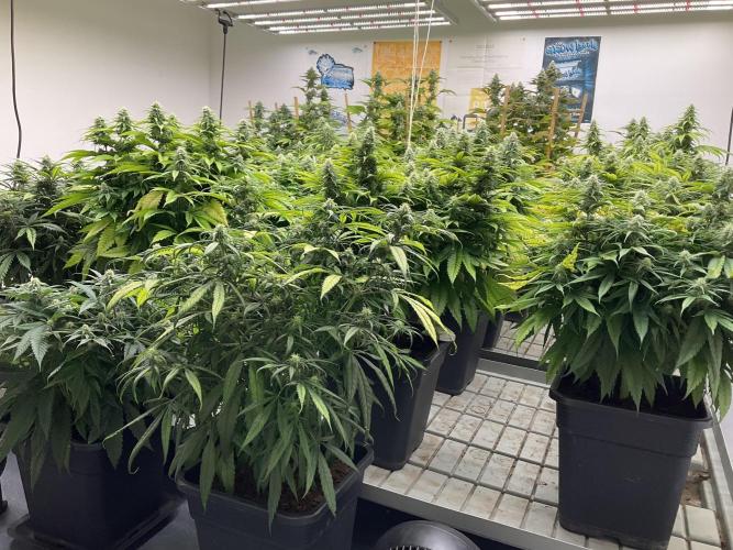 Green House Seed Co.. Week 15