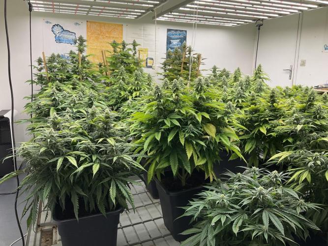 Green House Seed Co.. Week 15