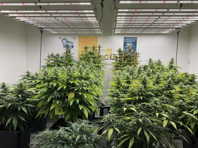 Green House Seed Co.. Week 15
