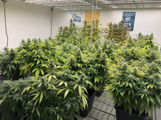 Green House Seed Co.. Week 16