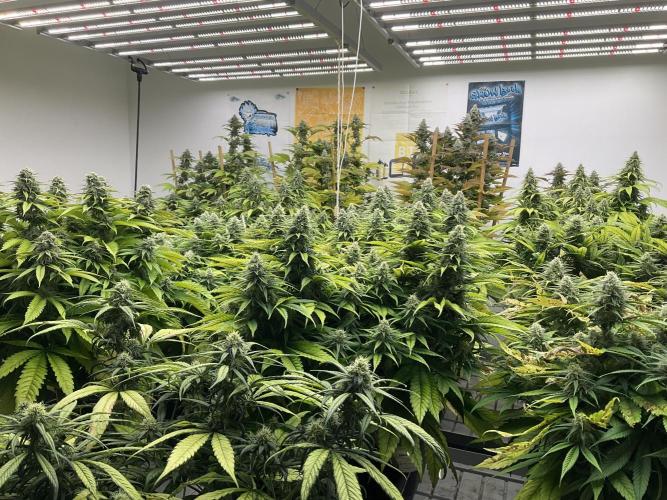 Green House Seed Co.. Week 16