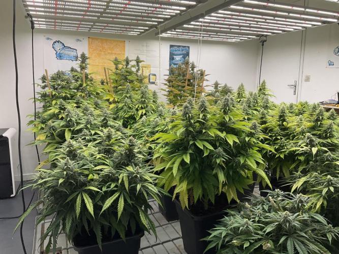 Green House Seed Co.. Week 16