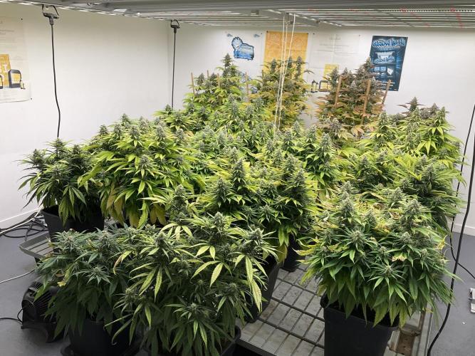 Green House Seed Co.. Week 17