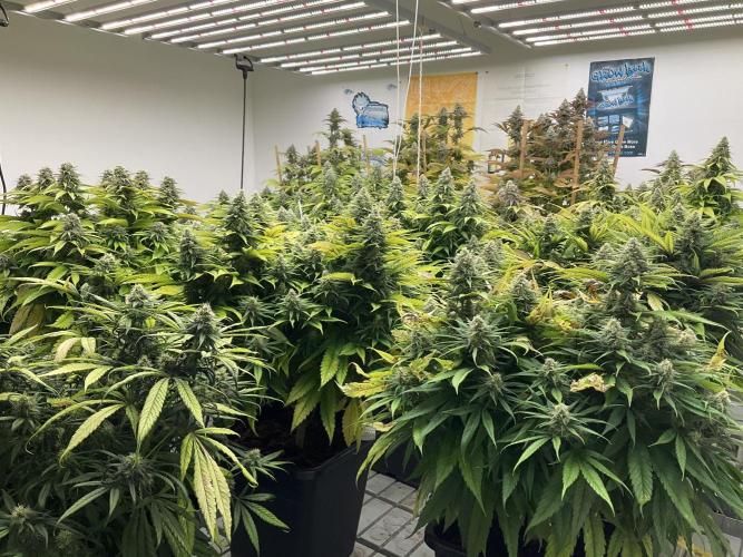 Green House Seed Co.. Week 17