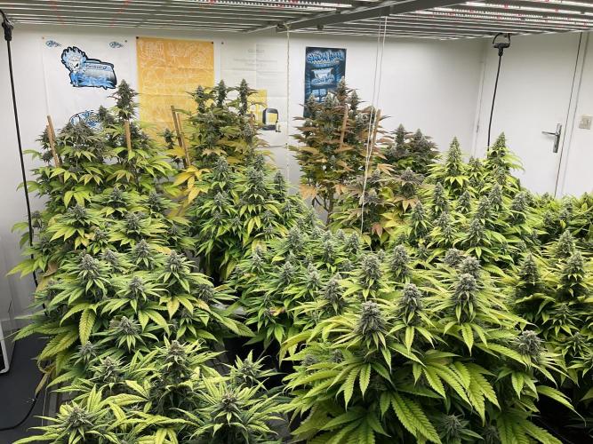 Green House Seed Co.. Week 17