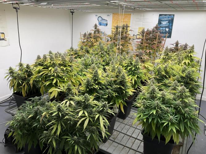 Green House Seed Co.. Week 18