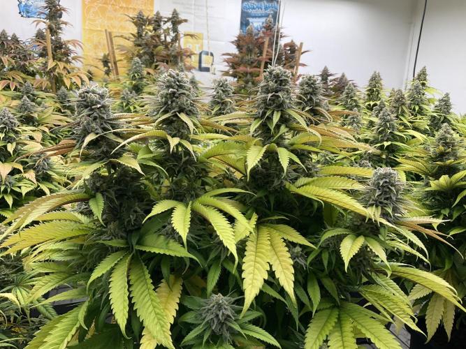 Green House Seed Co.. Week 18