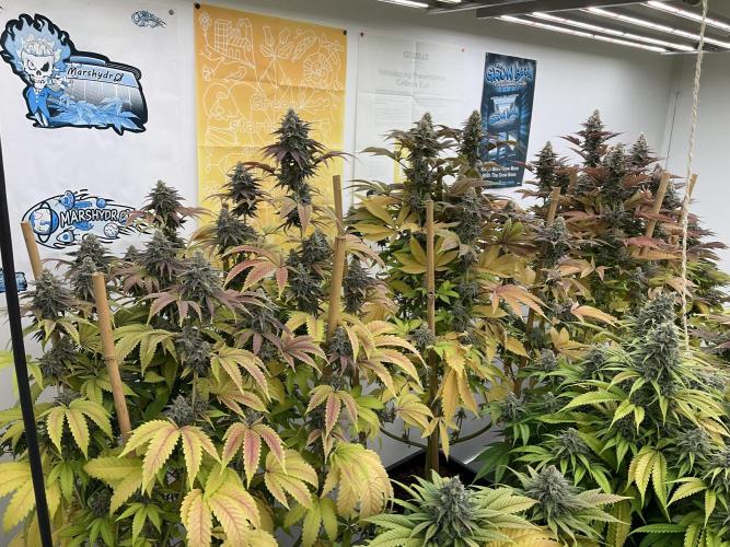 Green House Seed Co.. Week 18