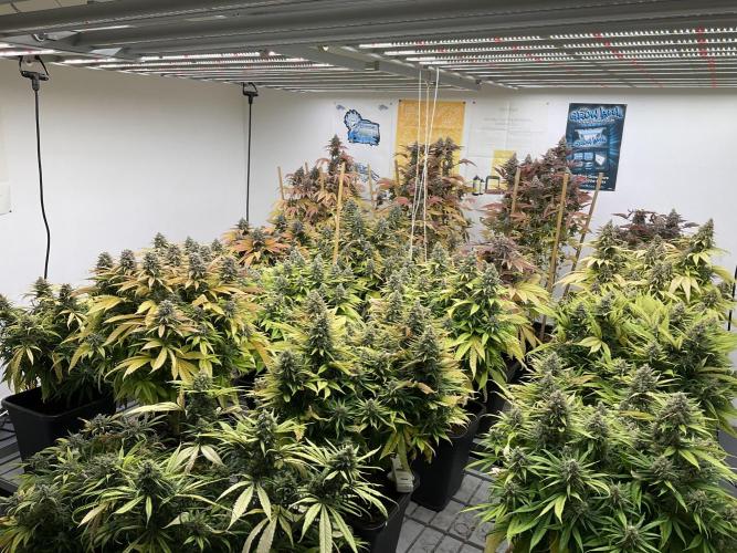Green House Seed Co.. Week 19