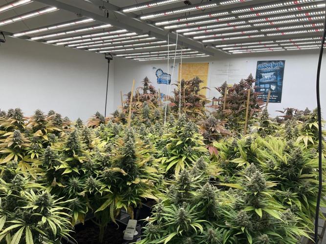 Green House Seed Co.. Week 19