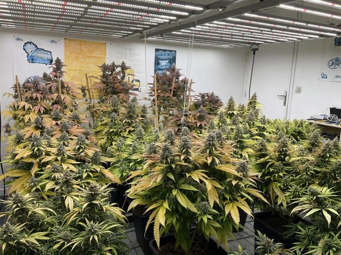 Green House Seed Co.. Week 19