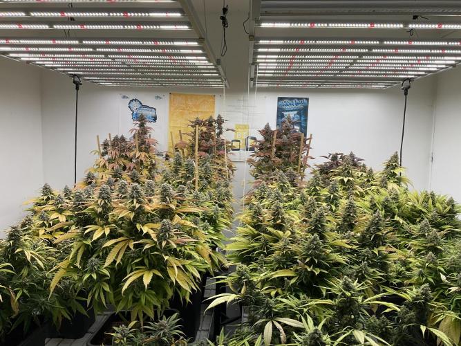 Green House Seed Co.. Week 19