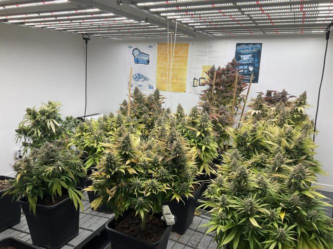Green House Seed Co.. Week 20
