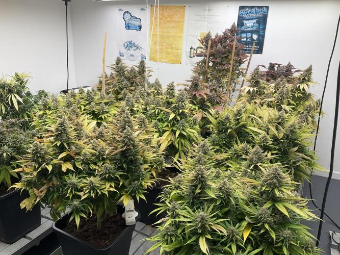 Green House Seed Co.. Week 20