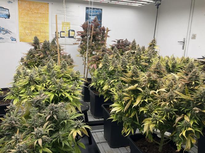 Green House Seed Co.. Week 20