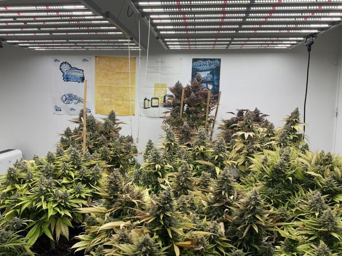 Super Lemon Haze. Week 20