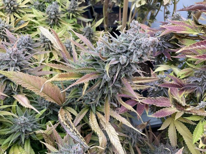 Green House Seed Co.. Week 21