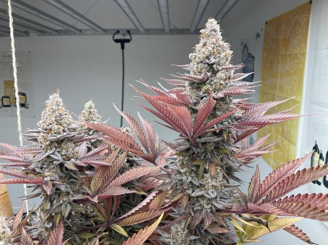 Green House Seed Co.. Week 21