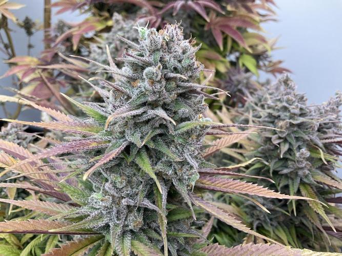 Green House Seed Co.. Week 21