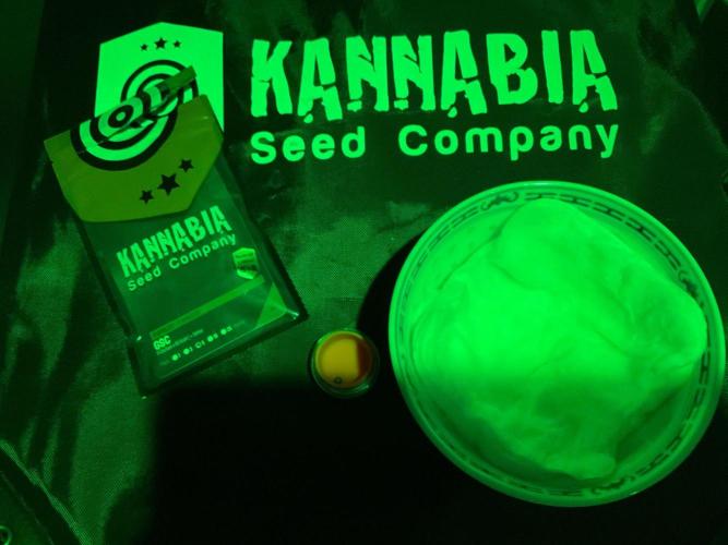 Kannabia GSC. Week 0