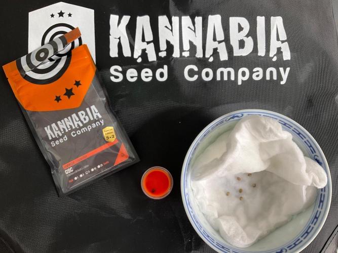 Kannabia Seed Company. Week 0