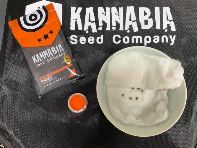 Kannabia Seed Company. Week 0