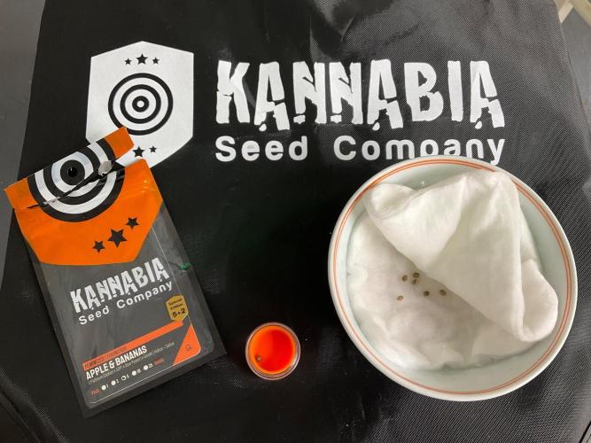 Kannabia Seed Company. Week 0