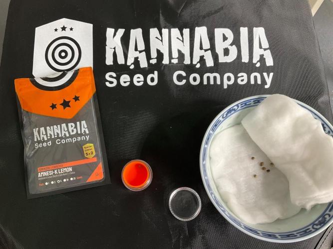 Kannabia Seed Company. Week 0