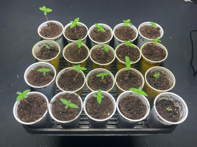 Afrodite. Week 0