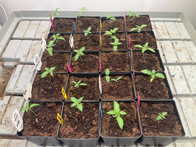 Kannabia GSC. Week 1